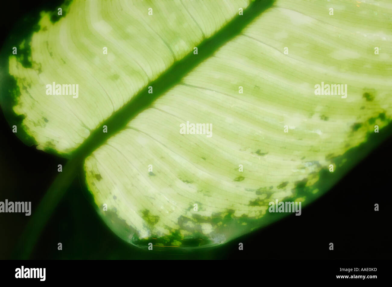 Dieffenbachia leaf hi-res stock photography and images - Alamy