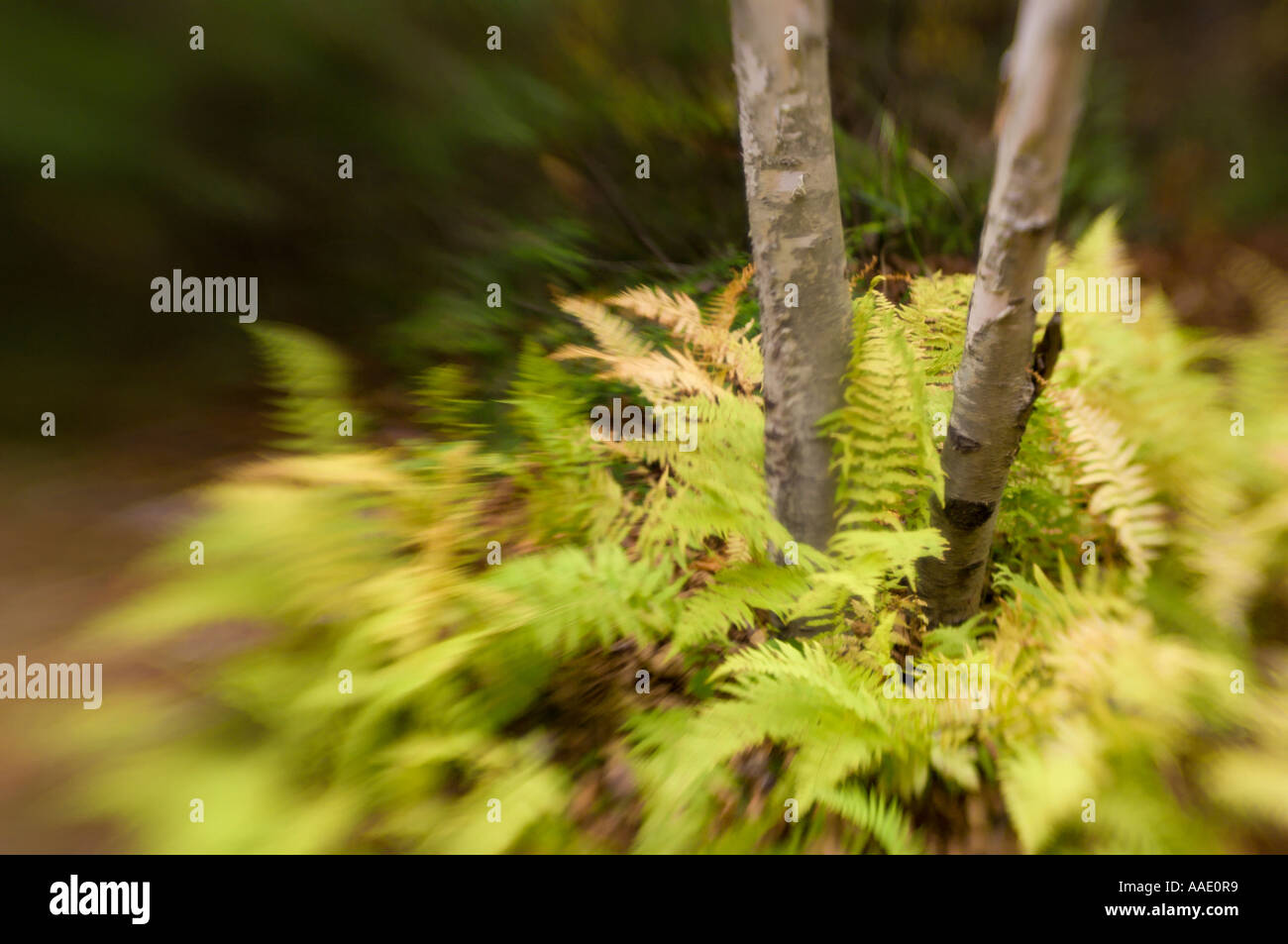 Two fern leaves hi-res stock photography and images - Alamy