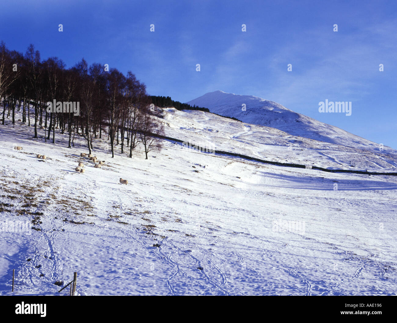 dh  SCHIEHALLION PERTHSHIRE Scottish winter snow scene rugged mountain slope munros highlands scotland country snowy scenery landscape blue sky Stock Photo