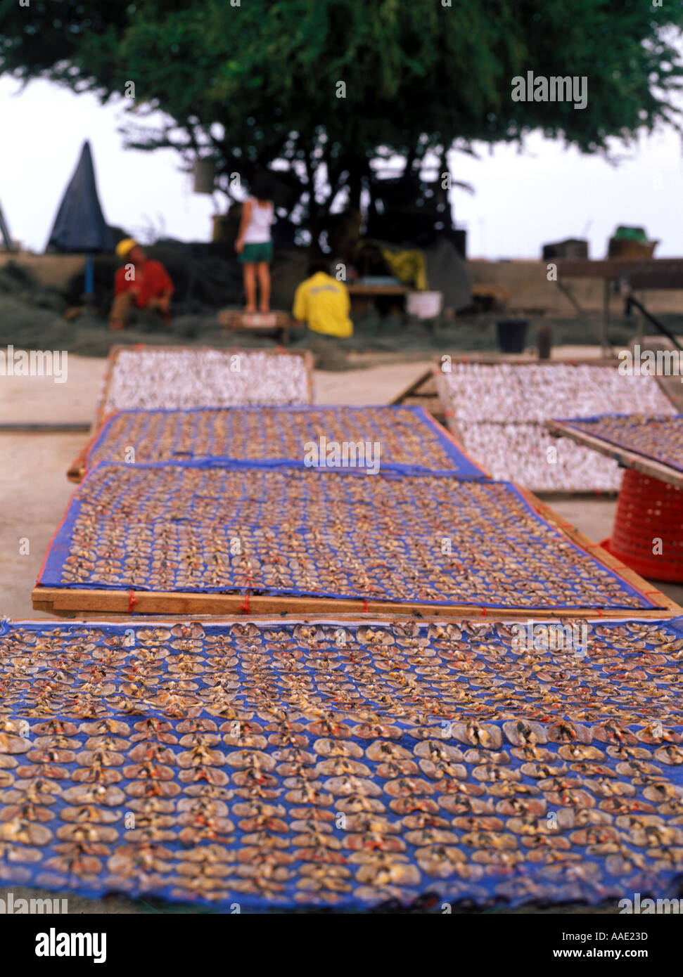 Squid farming hi-res stock photography and images - Alamy