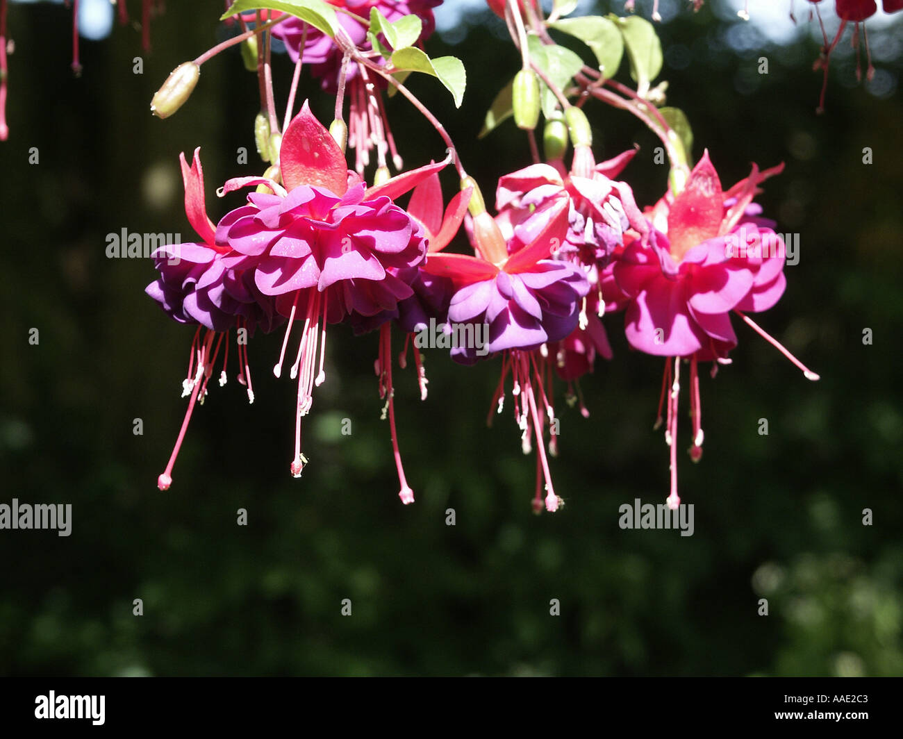Award of garden merit hi-res stock photography and images - Alamy
