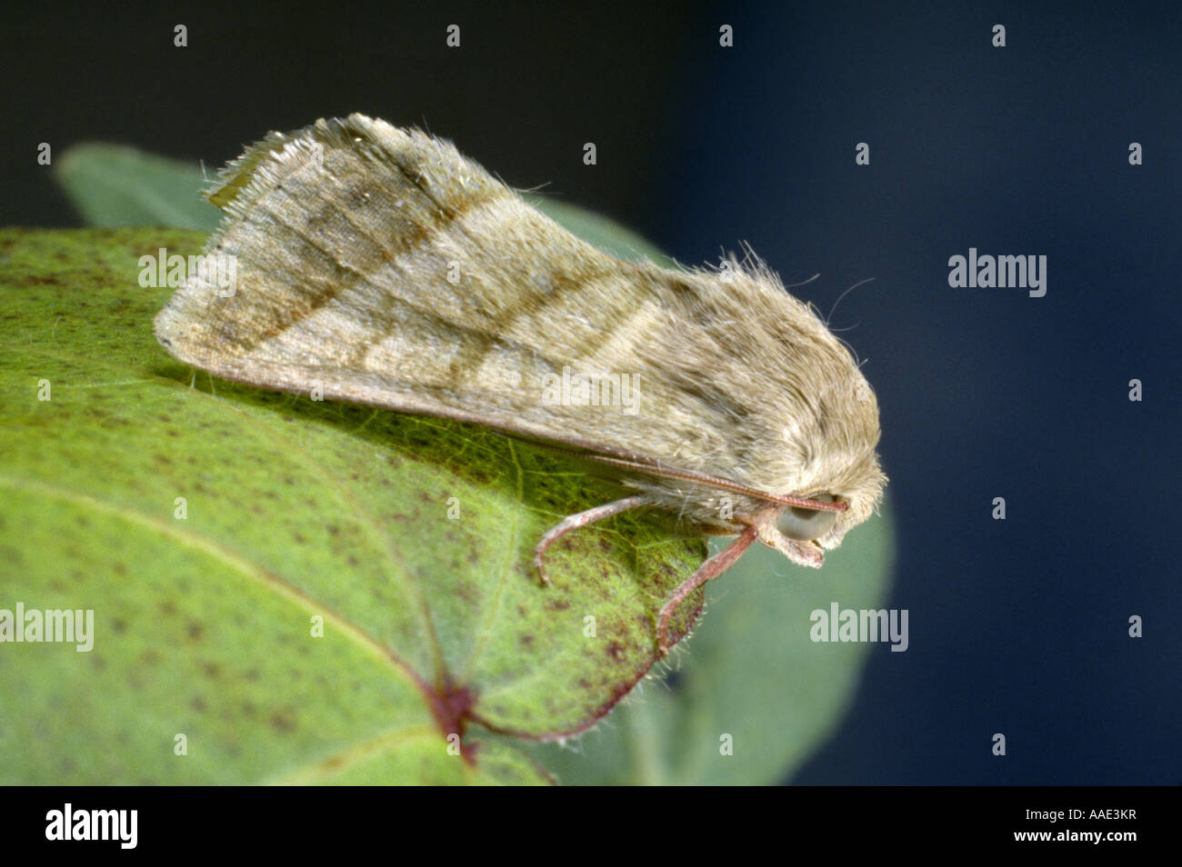 TOBACCO BUDWORM; CORN EARWORM; TOMATO FRUITWORM; COTTON BOLLWORM