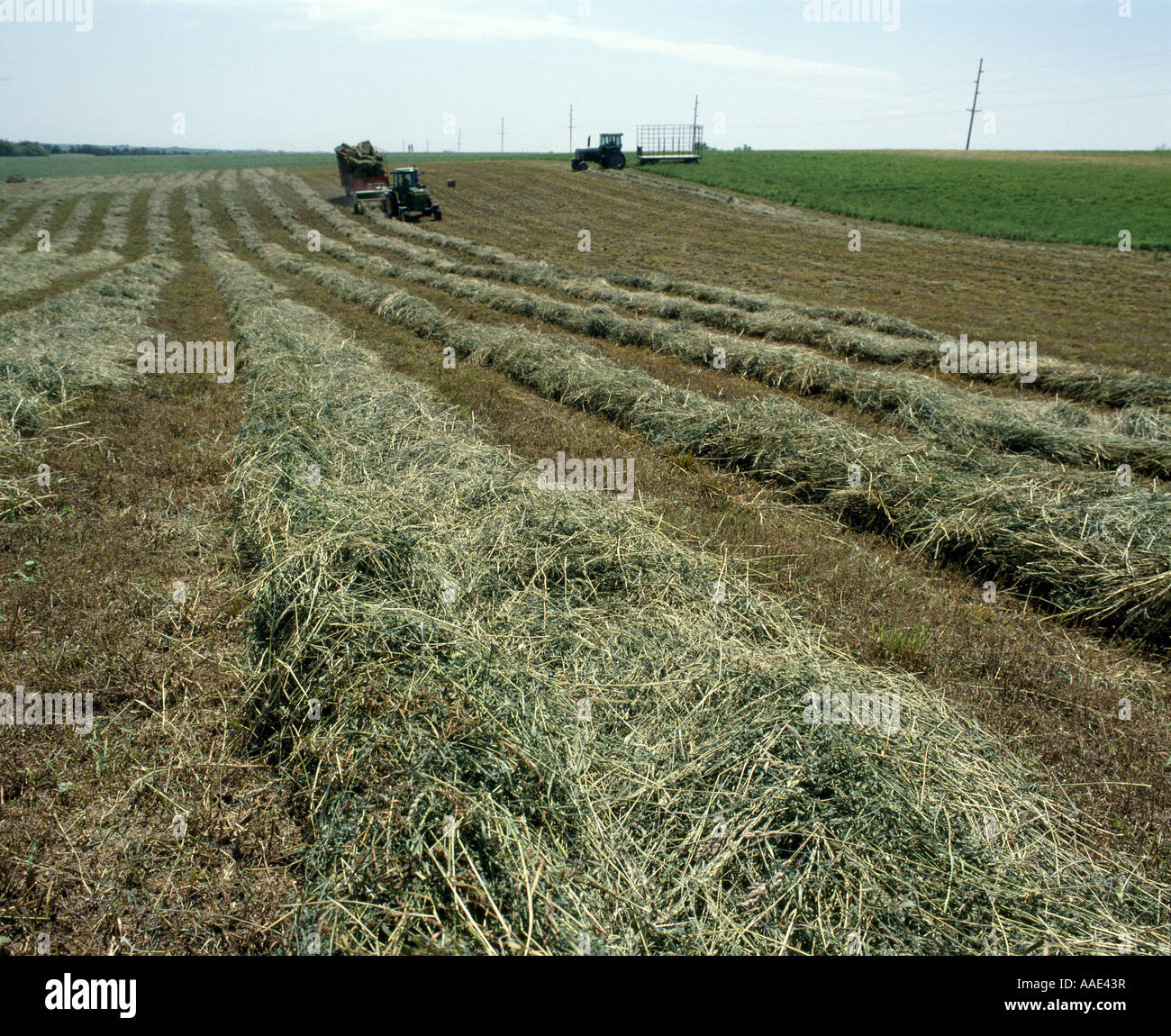 Orchard Grass Hay High Resolution Stock Photography and Images Alamy