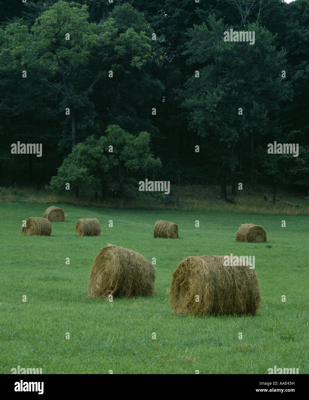 LARGE ROUND HAY BALES HERSHEY PENNSYLVANIA Stock Photo Alamy