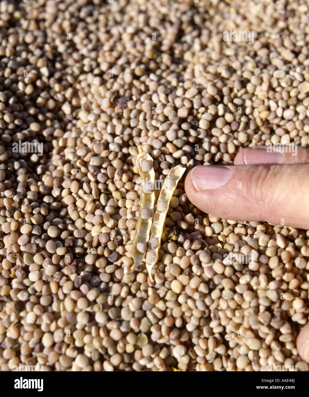 Guar hires stock photography and images Alamy