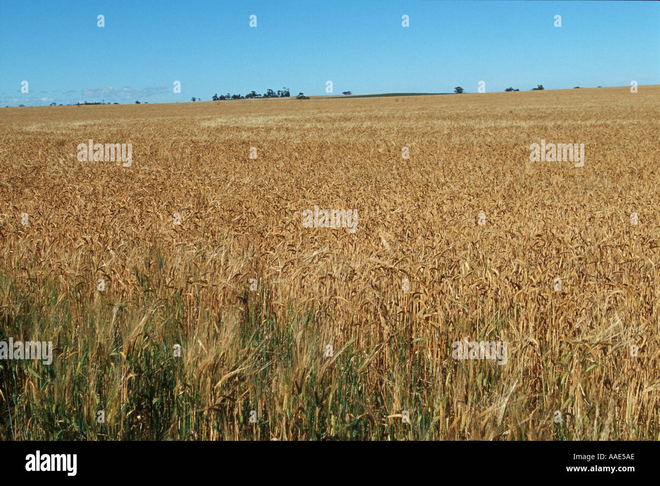 Wheat growing in South Australia Australia Stock Photo Alamy
