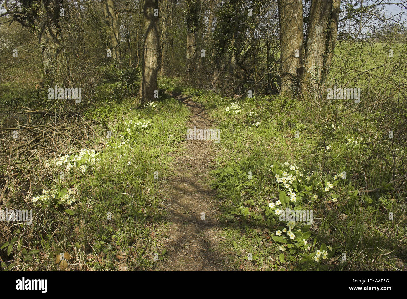 A path through an English wood in spring, West Sussex, England, UK Stock Photo