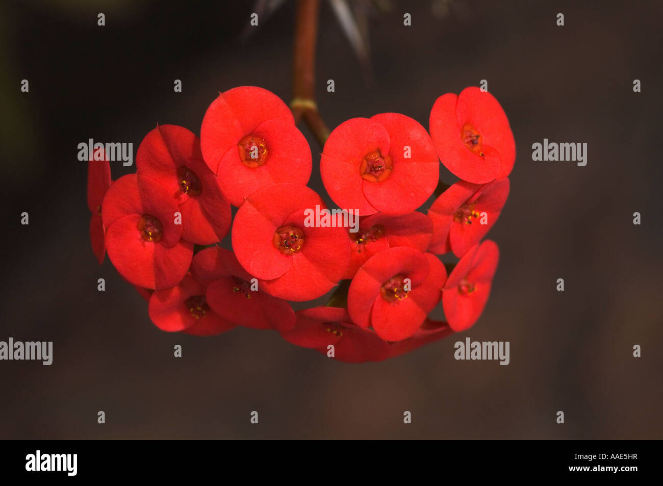 A cluster of red flowers of euphorbia milii Stock Photo Alamy