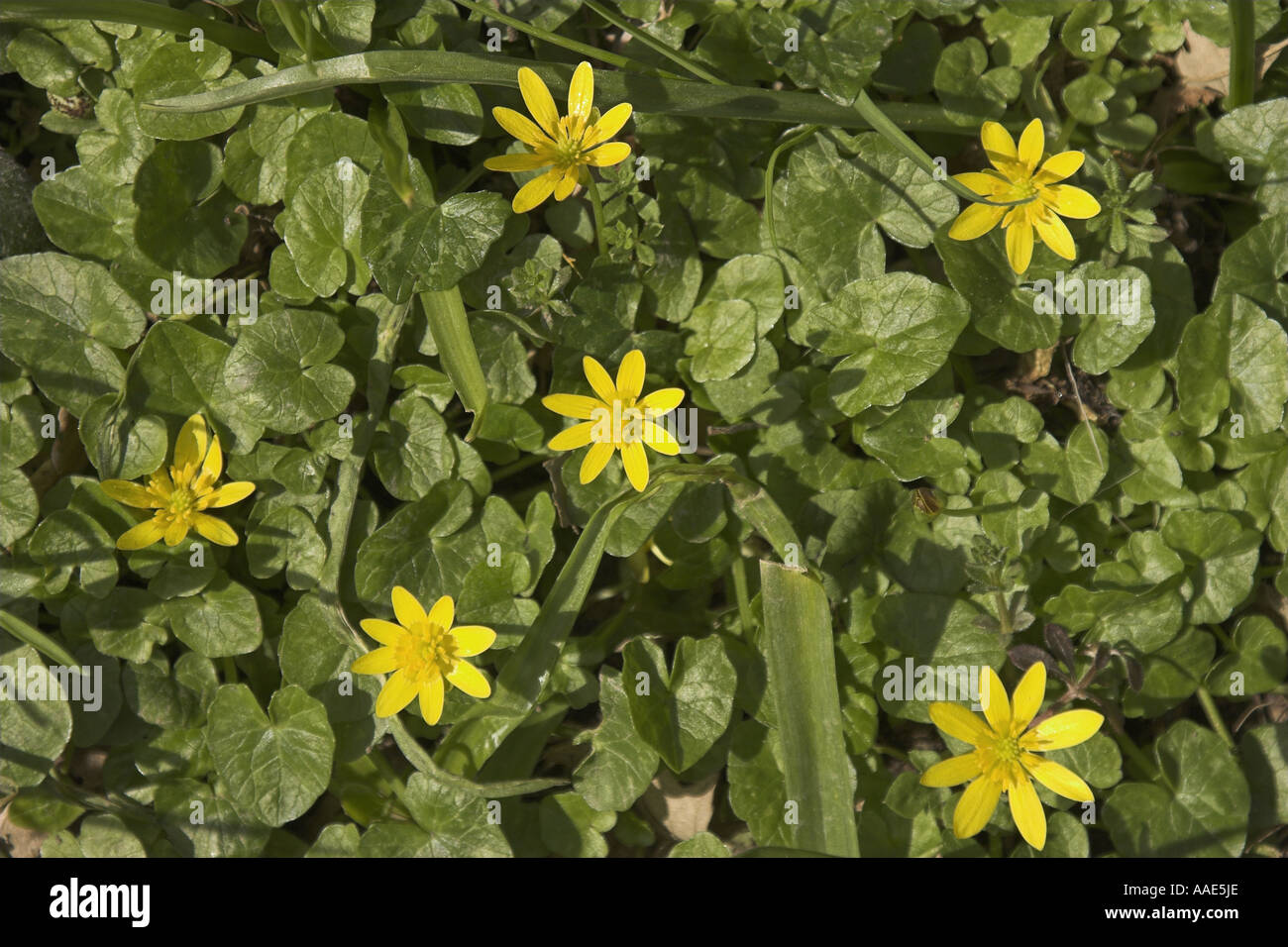 Yellow wood anemones (Anemone Ranunculoides Stock Photo - Alamy