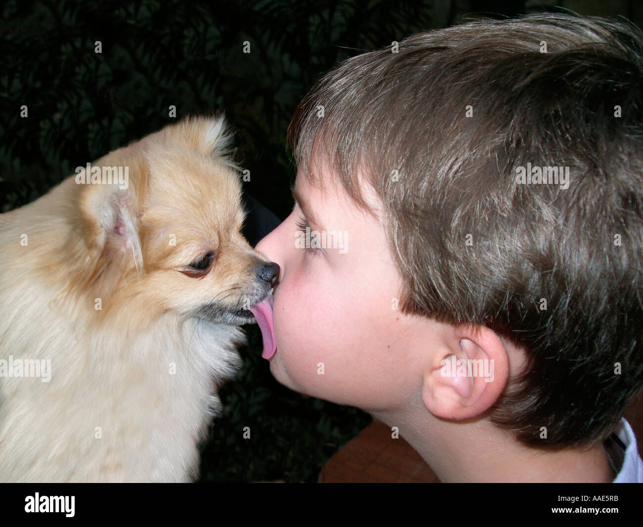 Dog licking boy Stock Photo