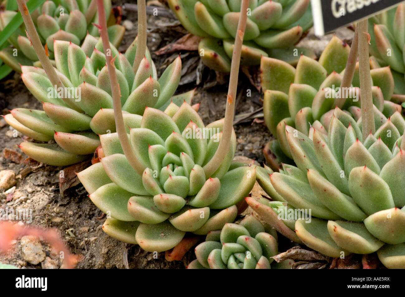 Crassulaceae family plant Stock Photo - Alamy