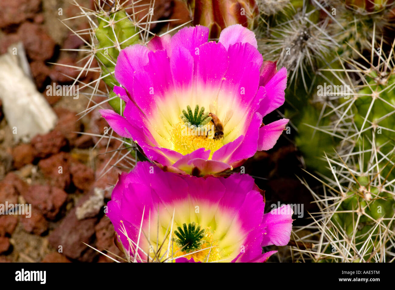 Bee pollinating cactus flower Stock Photo