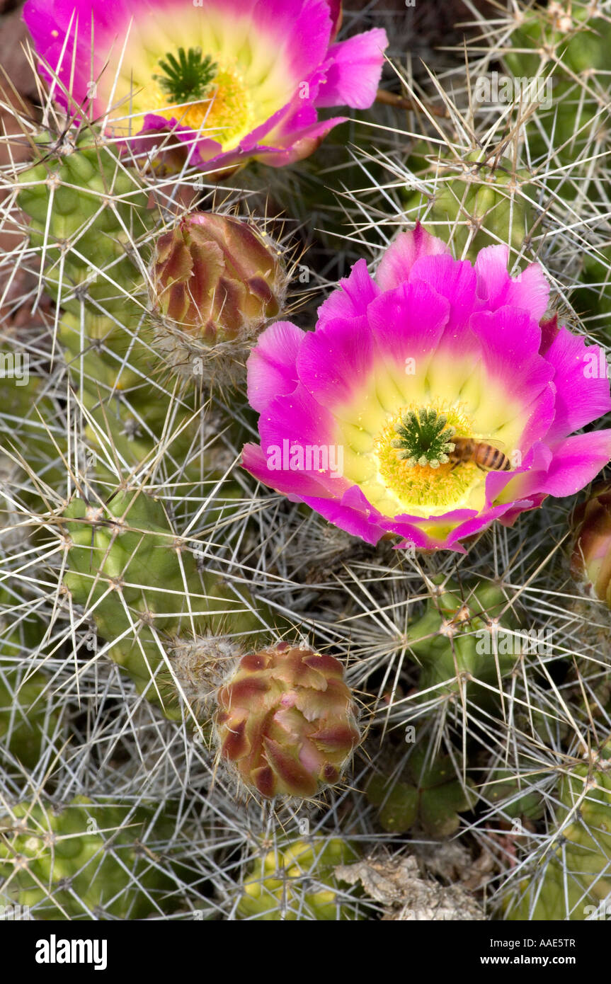 A Bee deep inside the cactus flower Stock Photo