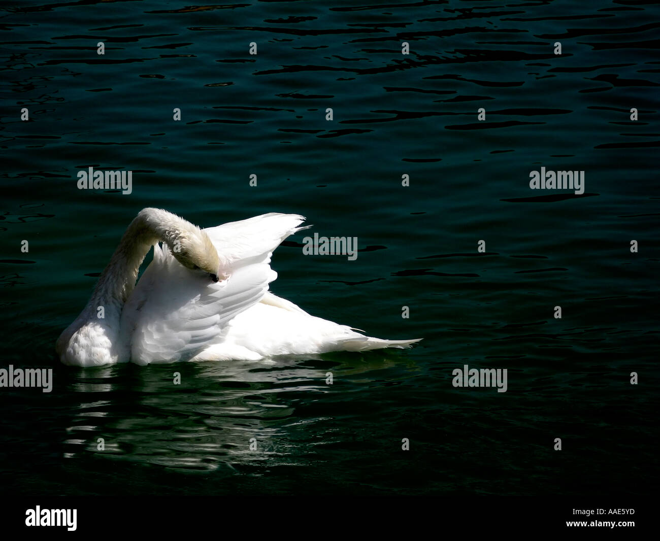 Night vision animal hi-res stock photography and images - Alamy