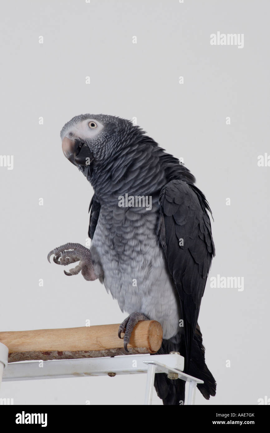 African grey parrot on perch holding up leg Stock Photo Alamy