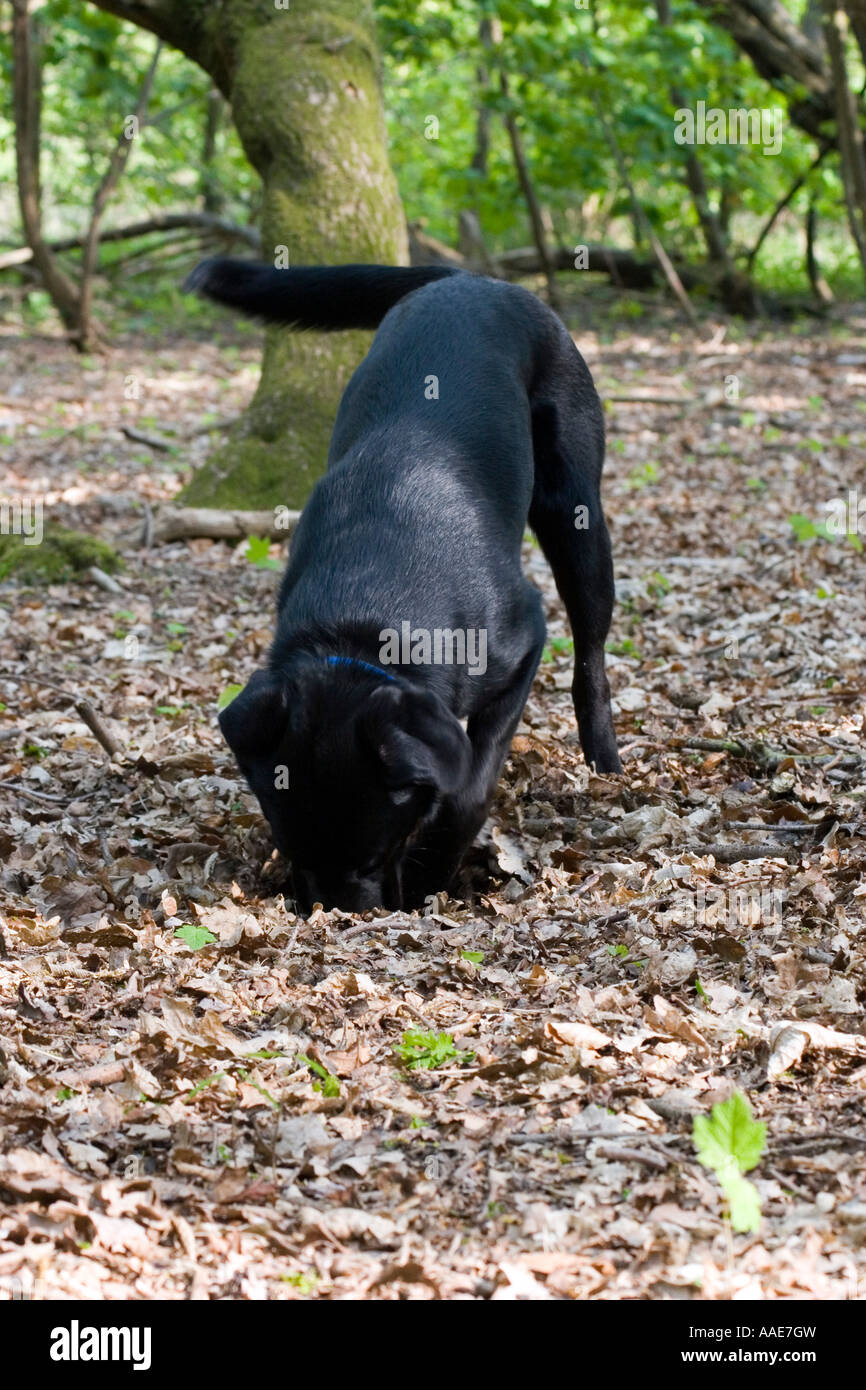 Can I Bury My Dog In The Woods