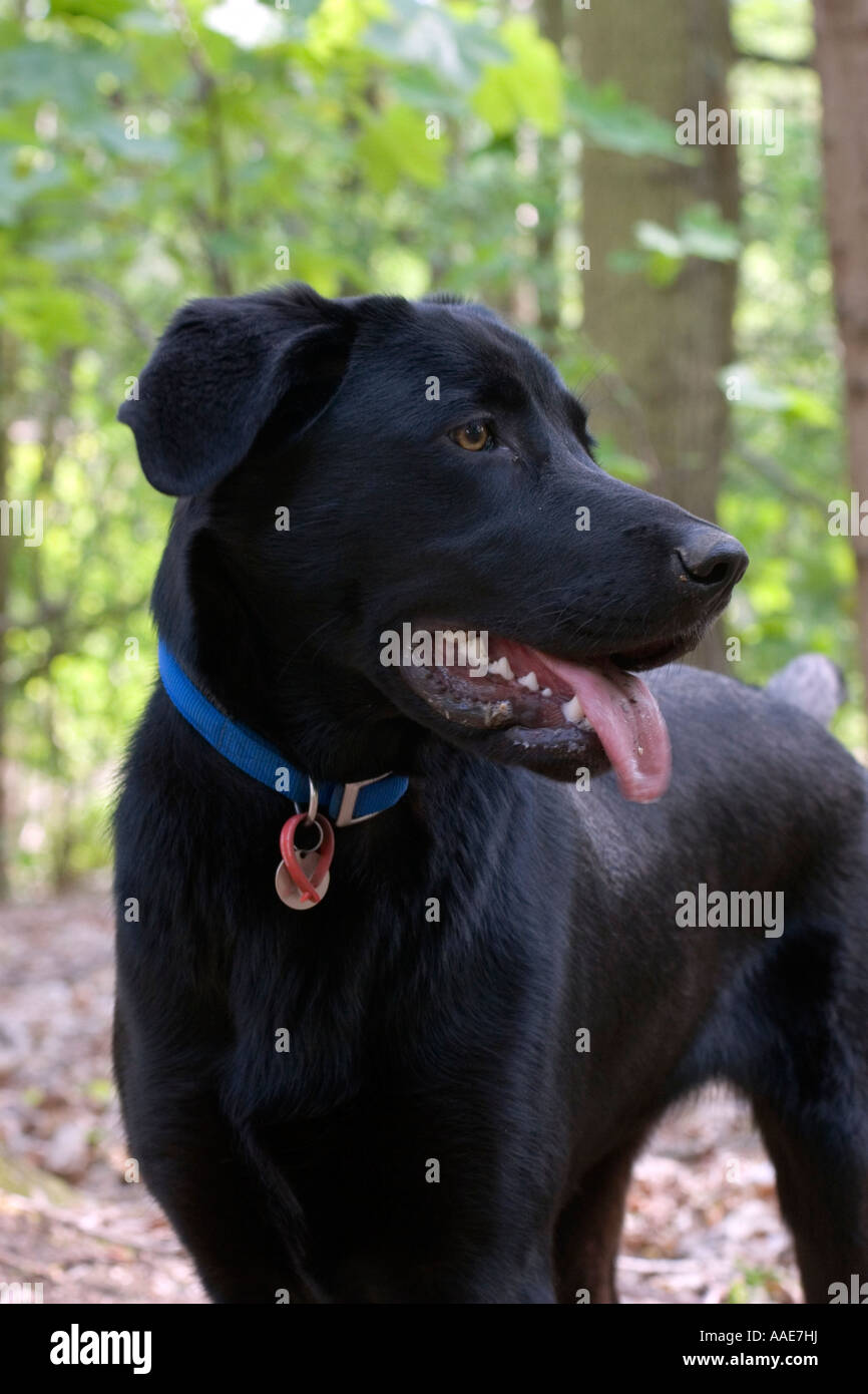 Black labrador cross dog Stock Photo Alamy