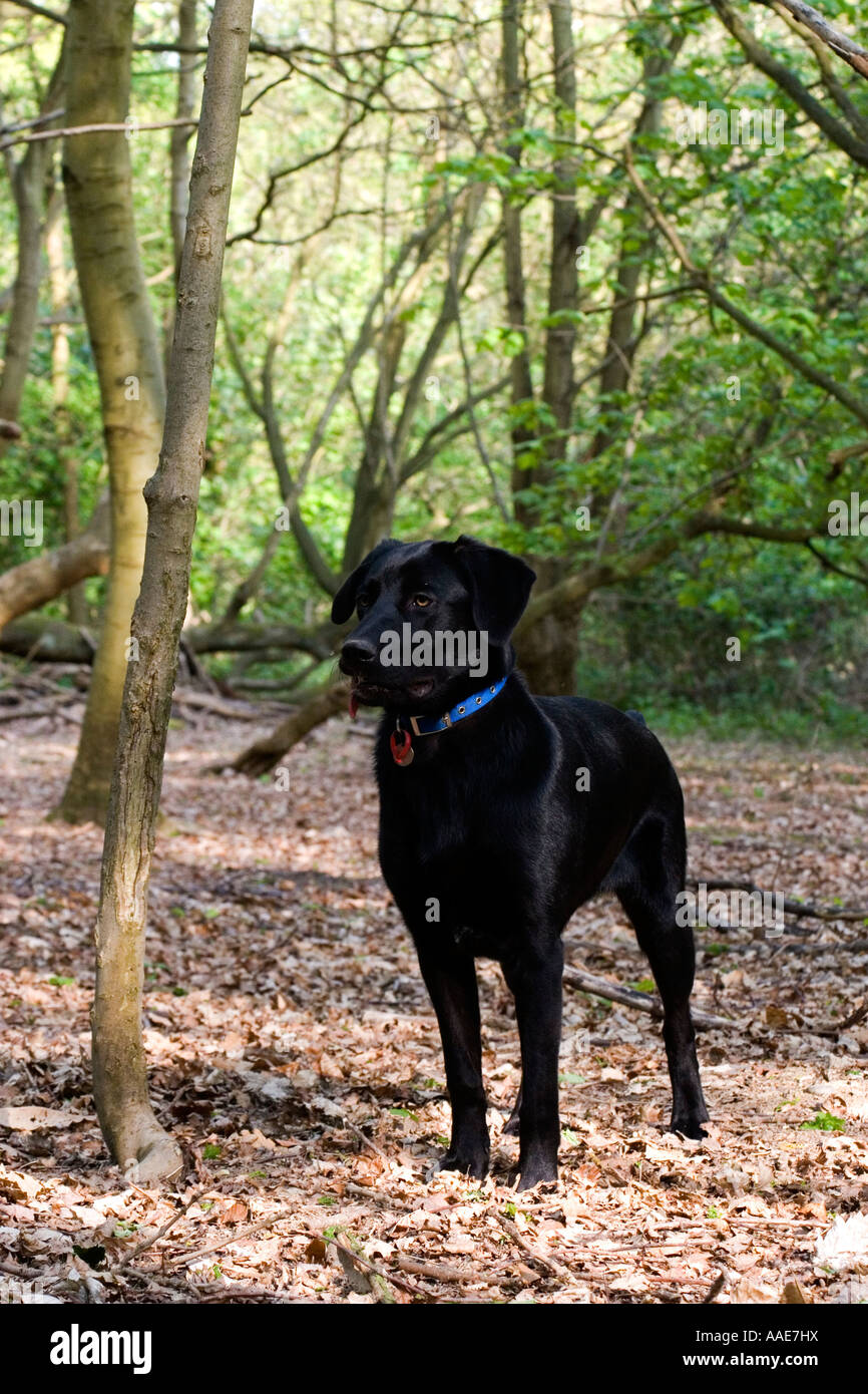 Black labrador cross dog in woods Stock Photo