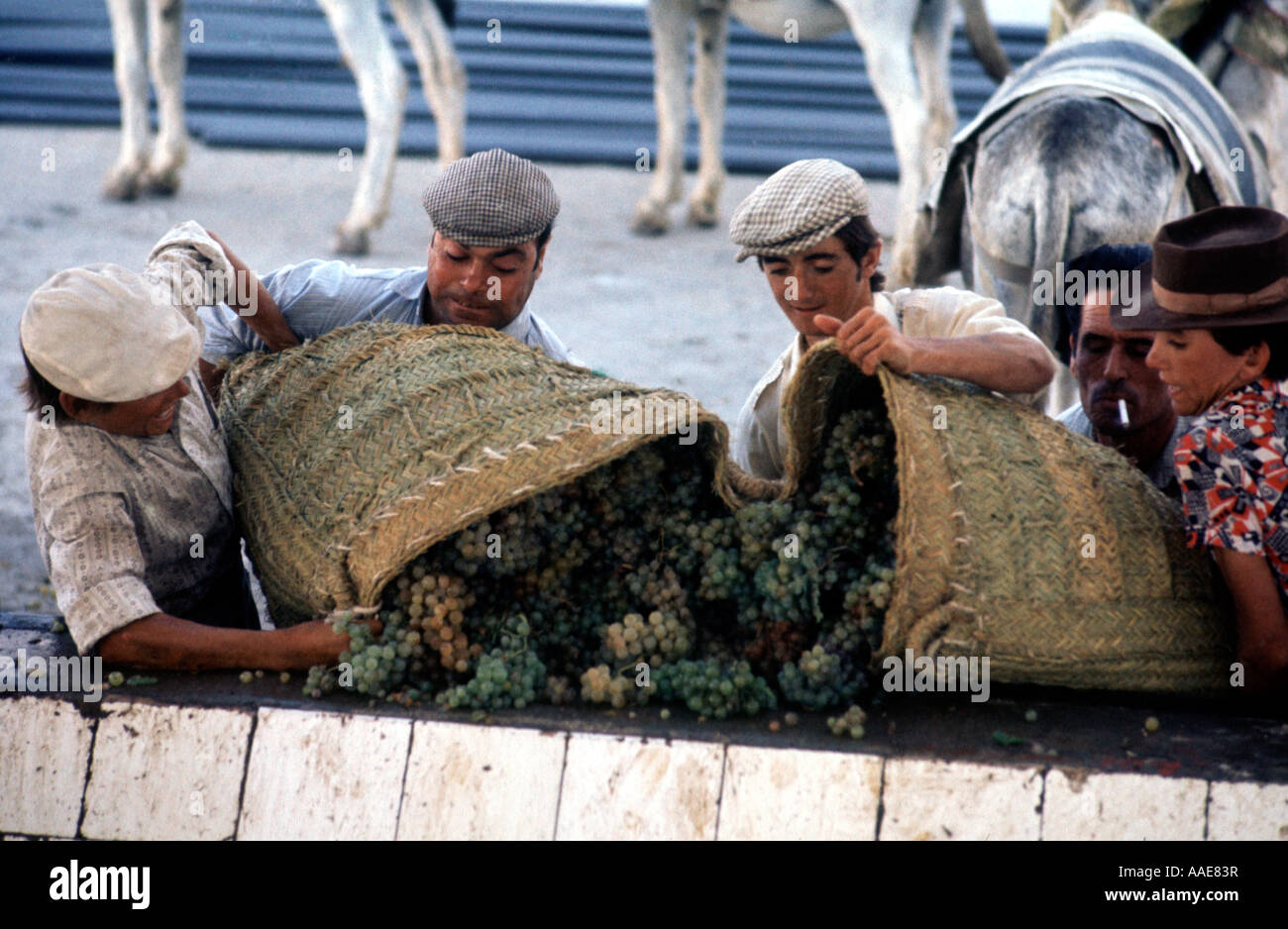 Spain. Sherry district. Growers arrive at sherry-making cooperatives with grapes.  Here they are dumped and weighed. Stock Photo