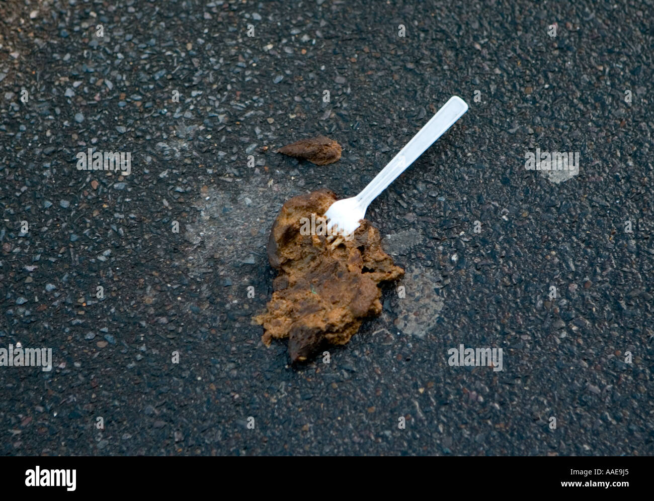 Can You Get Sick From Dog Feces