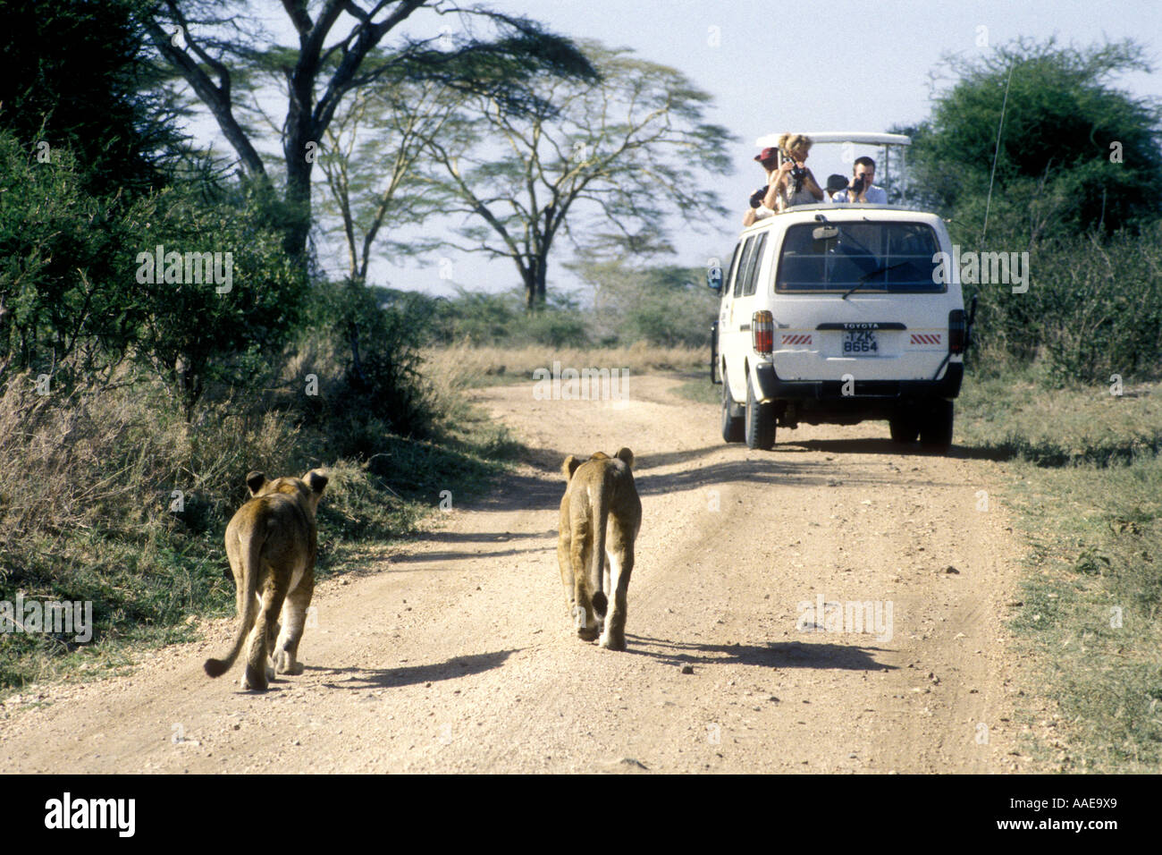 Two lionesses following a white minibus down a dirt road in Serengeti National Park Tanzania East Africa Stock Photo