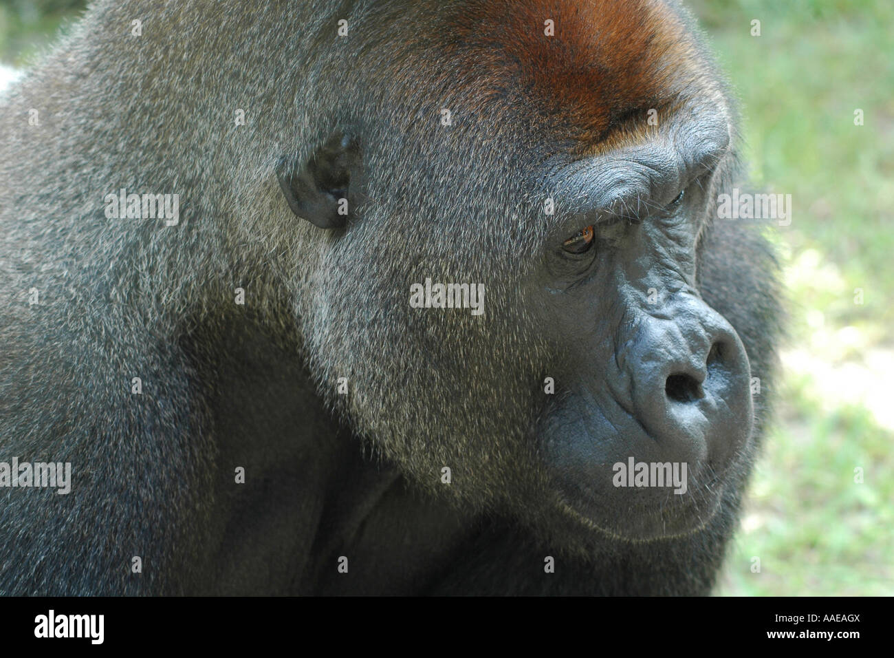 Gorilla Profilrohr für Walterscheid Gelenkwellen Größe 00c 1 Meter Zitronenprofil 23,5x31x4mm