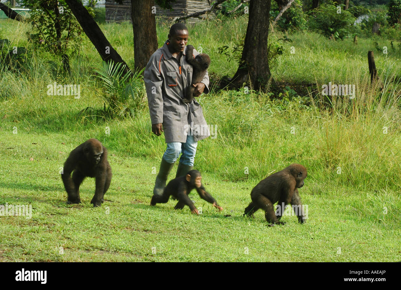 Orphaned western lowland gorillas and a tiny chimpanzee walk with their carer at the Evaro Village lakeshore resort in Gabon Stock Photo