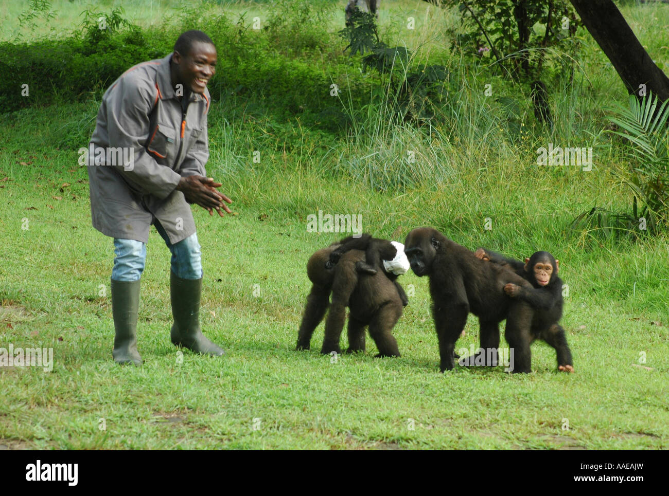 Orphaned western lowland gorillas and a tiny chimpanzee  walk with their carer at the Evaro Village lakeshore resort in Gabon Stock Photo