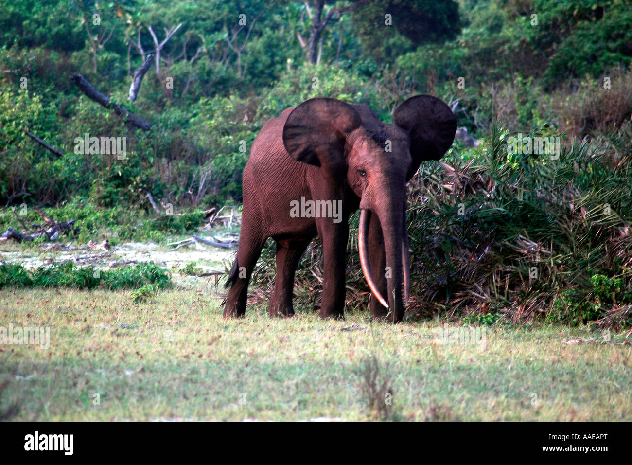 A wary forest elephant with fine tusks near the beach in Gabon's Loango National Park Stock Photo