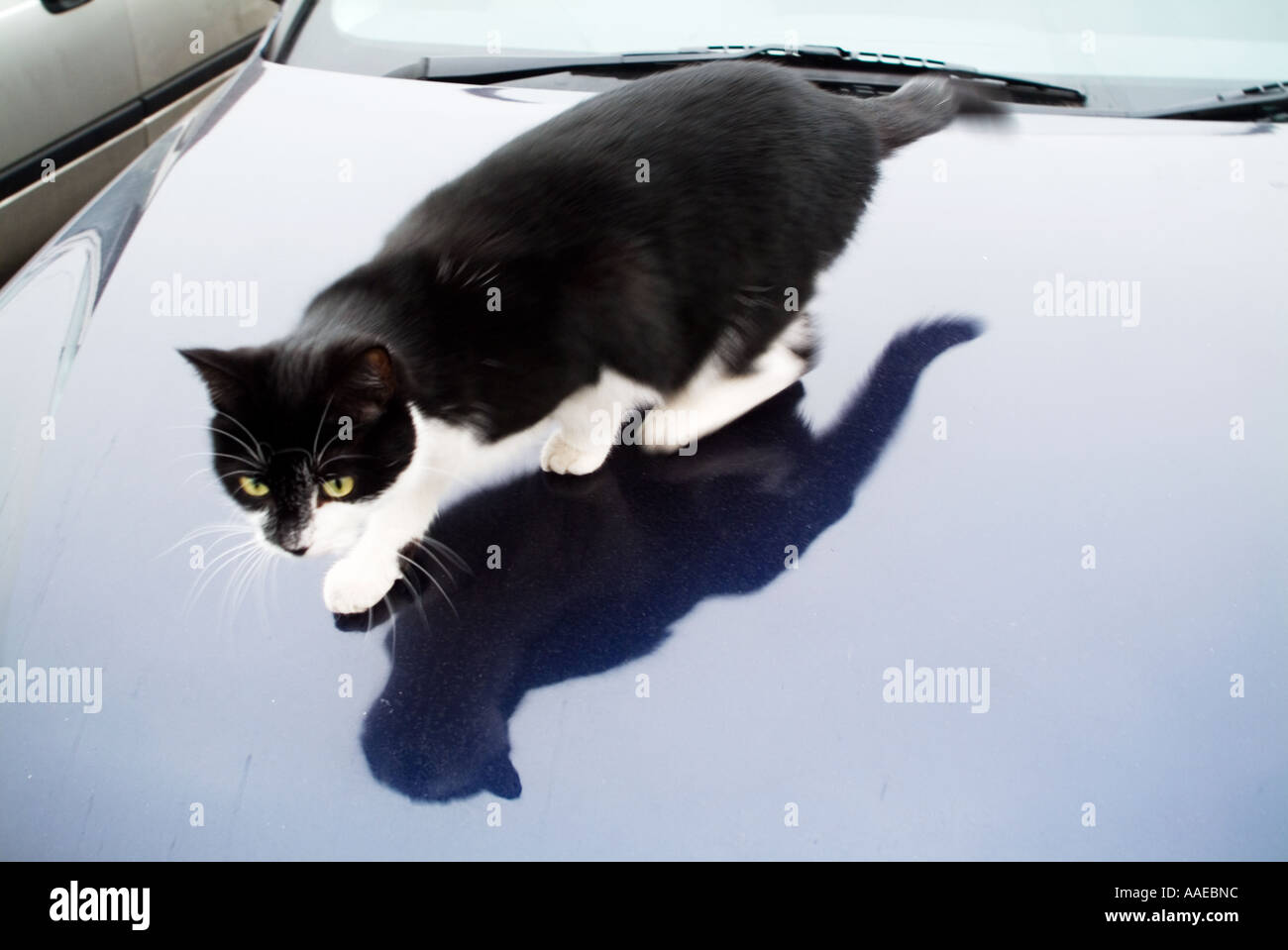 Domestic cat on car roof hires stock photography and images Alamy