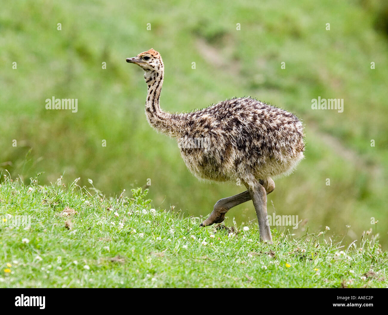 Ostrich chick walking up hill Stock Photo