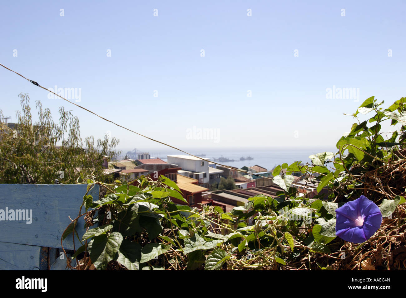Blue Ipomea flower and Pacific ocean view in Valparaiso, Chile. Stock Photo