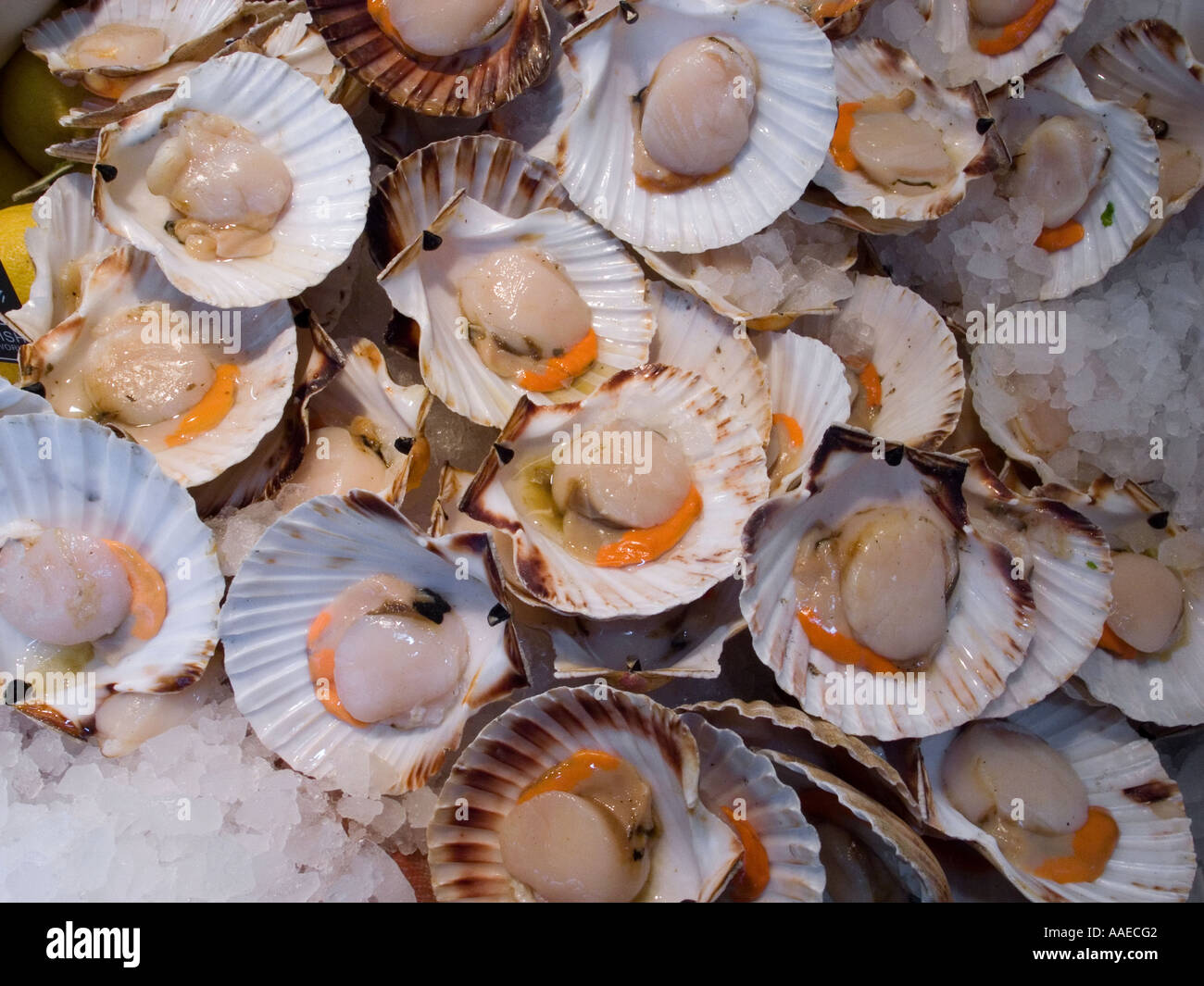 Fresh Oysters Stock Photo
