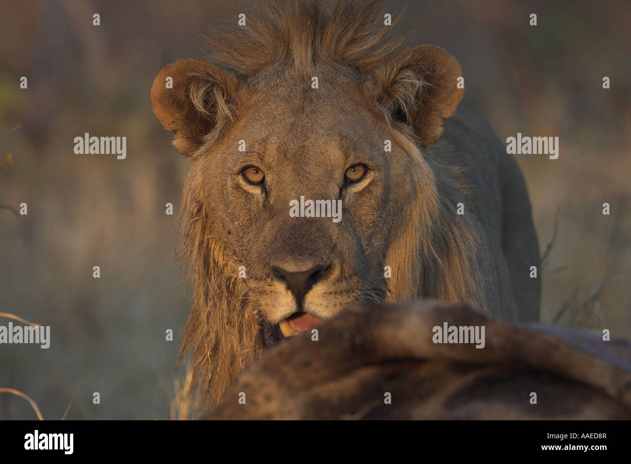 Wild lion eating killed giraffe - South Africa Stock Photo