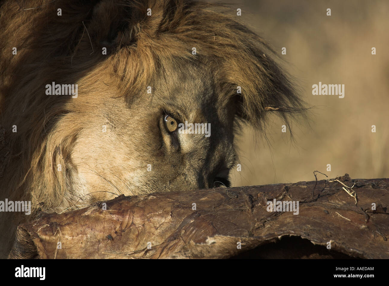 Wild lion eating killed giraffe - South Africa Stock Photo
