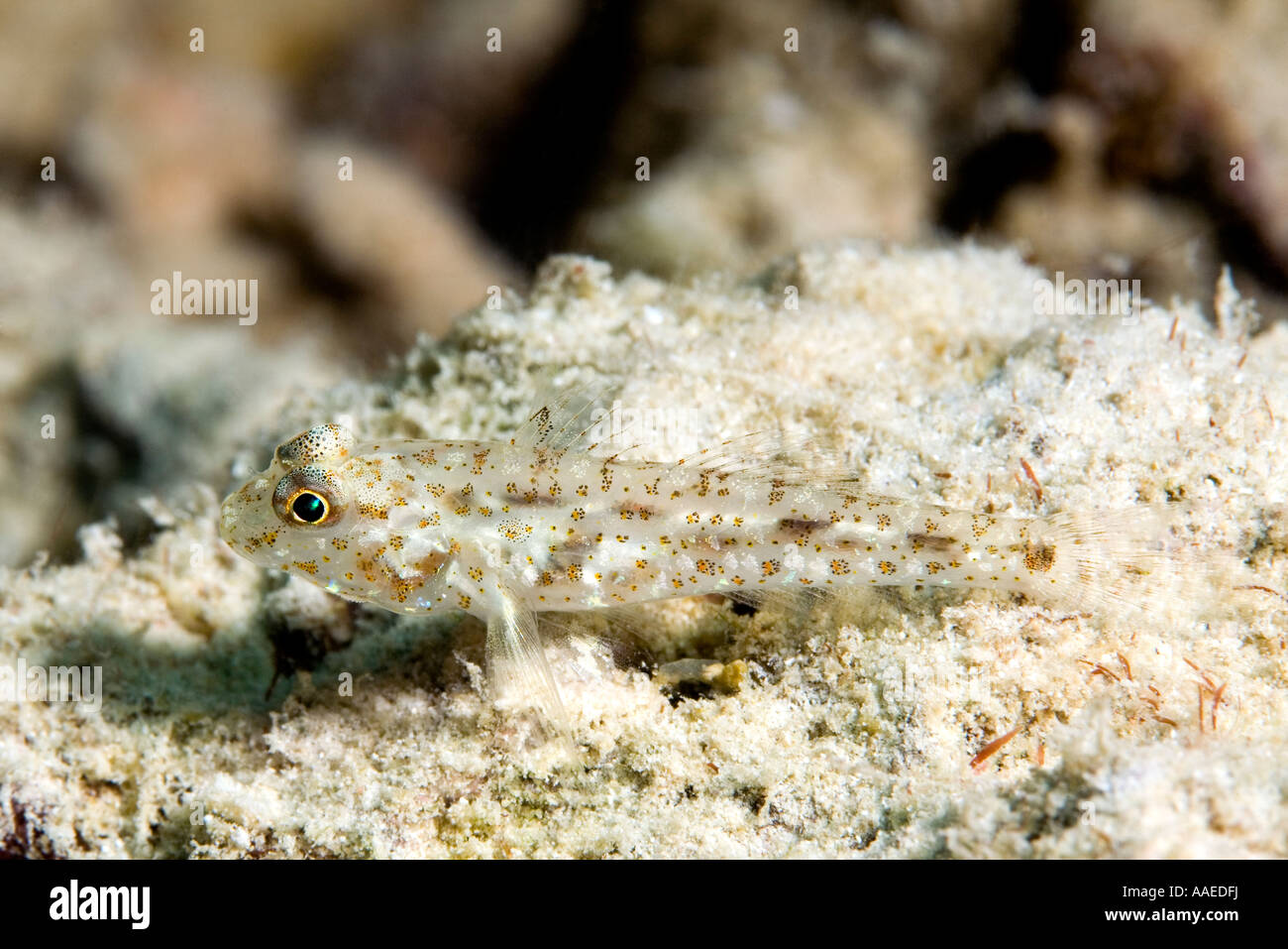 Sand Goby, Coryphopterus sp laying on the sand, Stock Photo