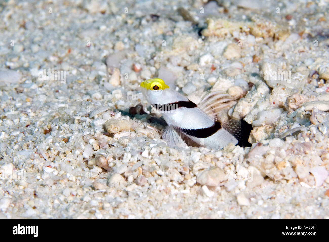 yellownose shrimpgoby, Stonogobiops xanthorhinica Stock Photo Alamy