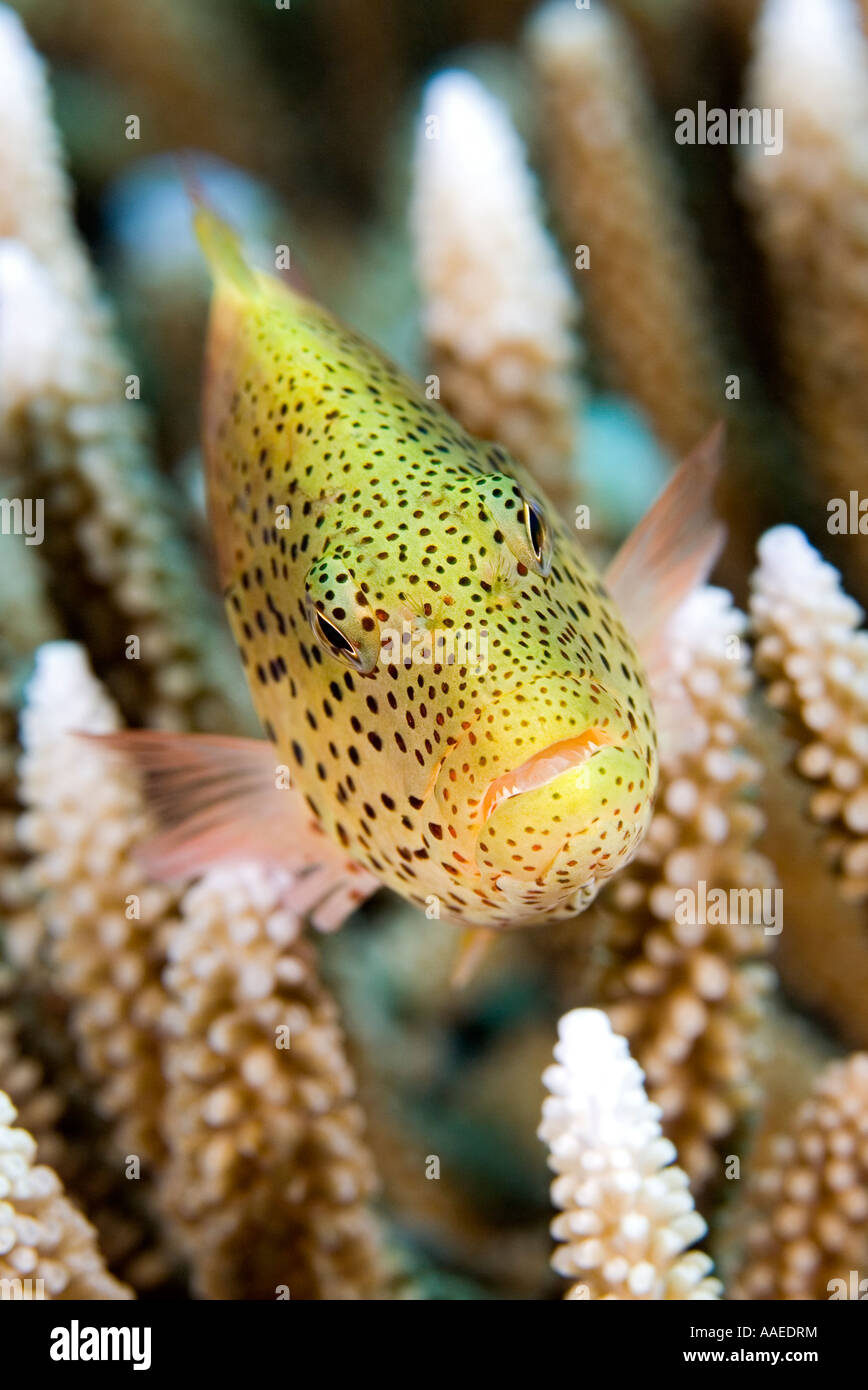 Blackside Hawkfish or Forsters Hawkfish, Paracirrhites forsteri, in coral Stock Photo