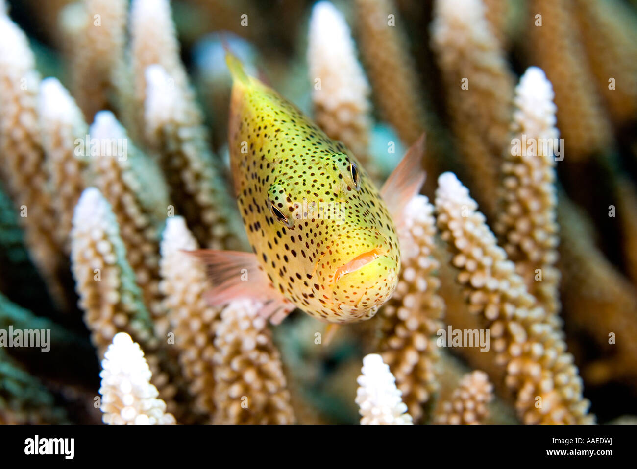 Blackside Hawkfish or Forsters Hawkfish, Paracirrhites forsteri, in coral Stock Photo