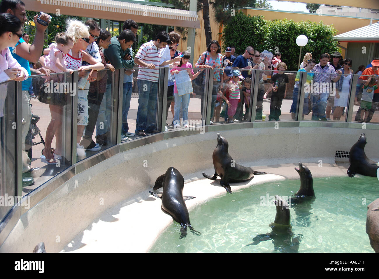 People Enjoying Seal and Sea lion exhibit at Seaworld San Diego ...