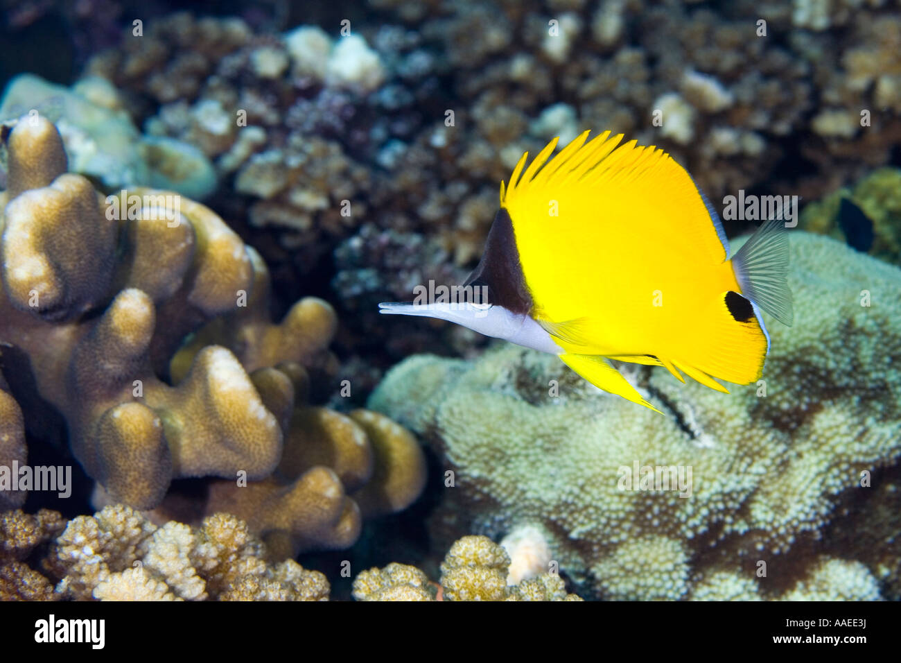 Long nose butterflyfish, Forcipiger flavissimus swimming among corals on the reef Stock Photo
