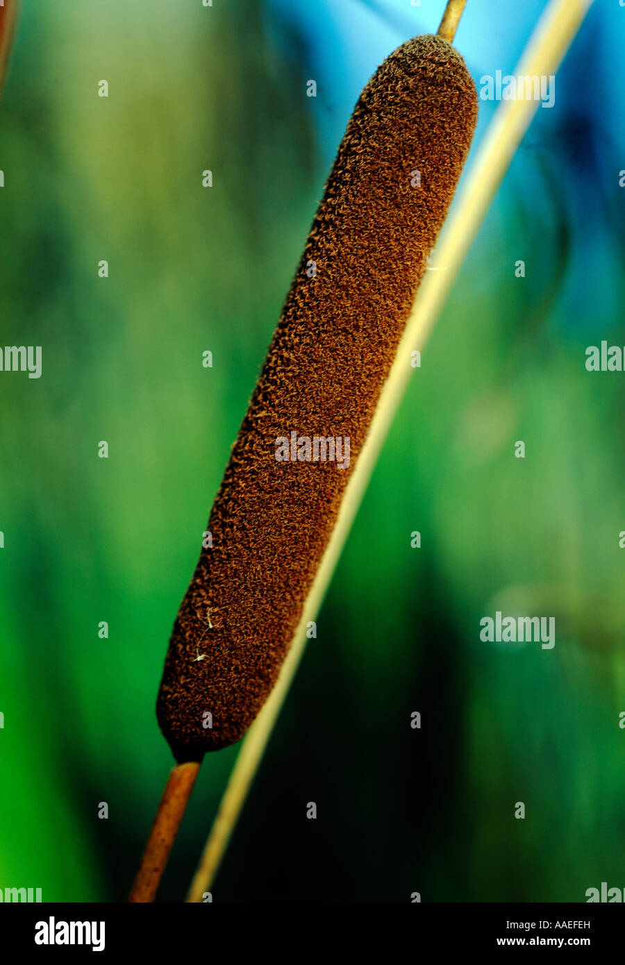 inchigeela, county cork, ireland, bull rush growing on a lake side in ireland, Stock Photo