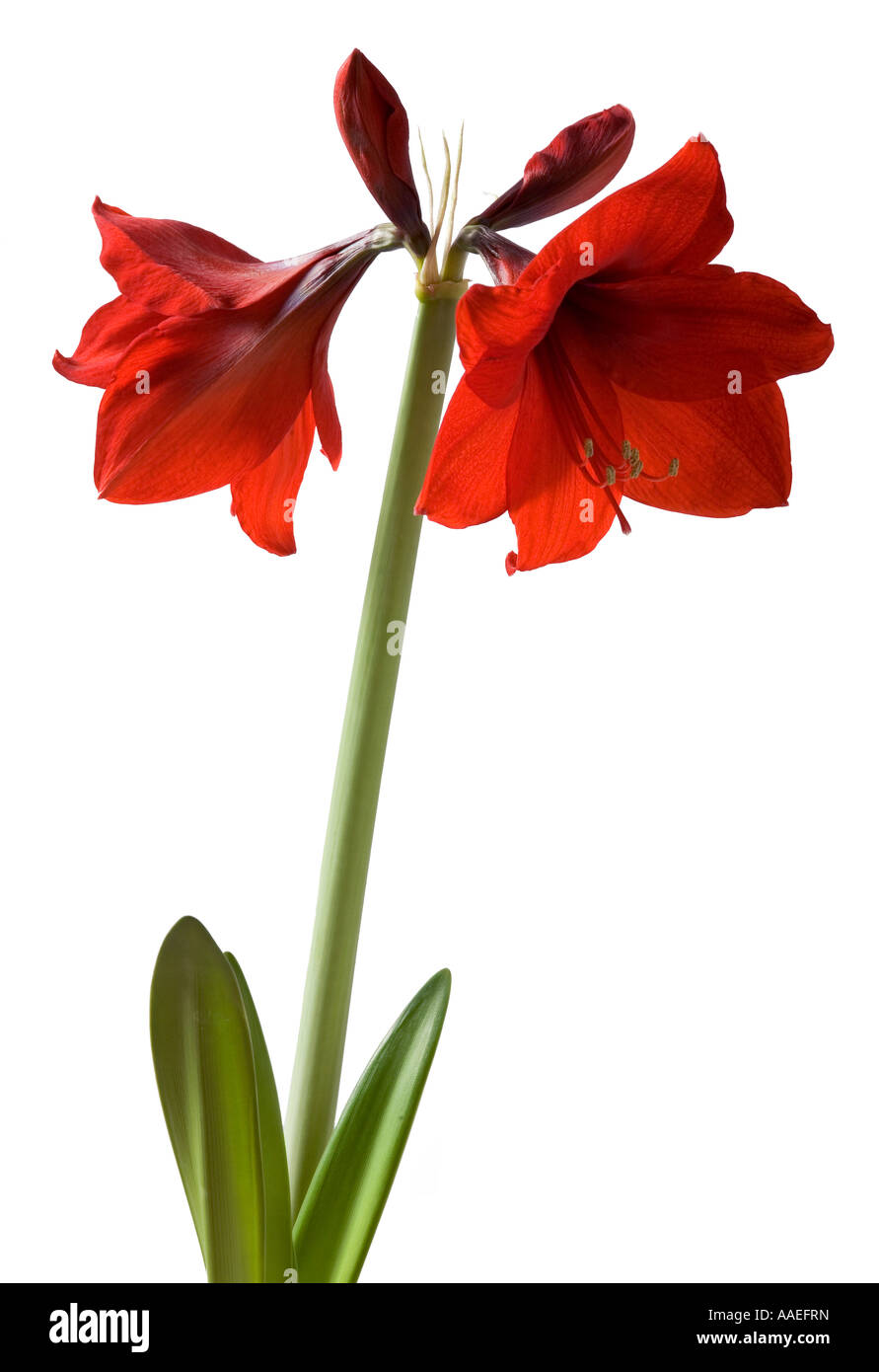 Amaryllis flower hippeastrum red lion Four headed flower Stock Photo