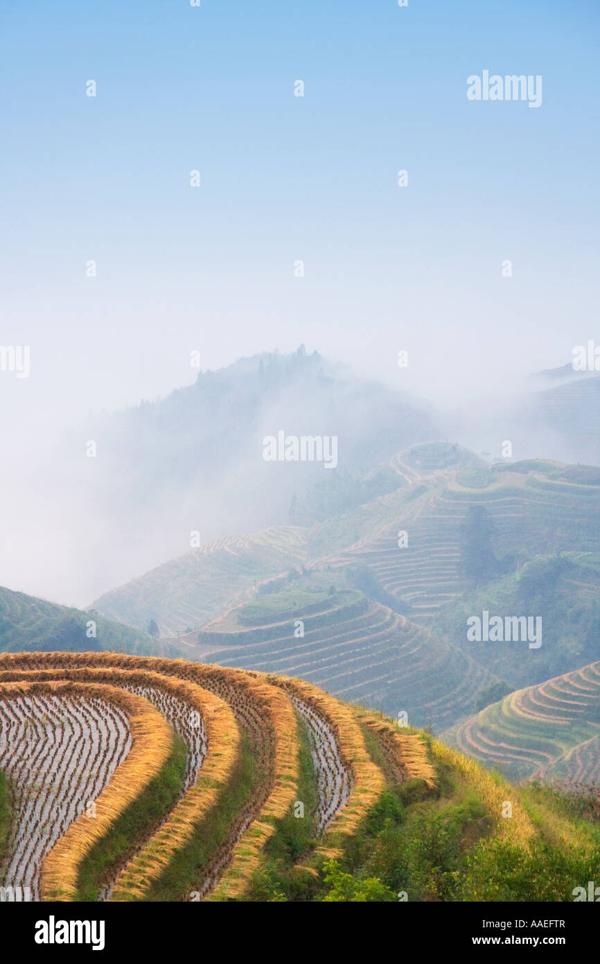 Landscape of rice terraces in the mountain in mist at harvest time, Longsheng, Guangxi, China Stock Photo