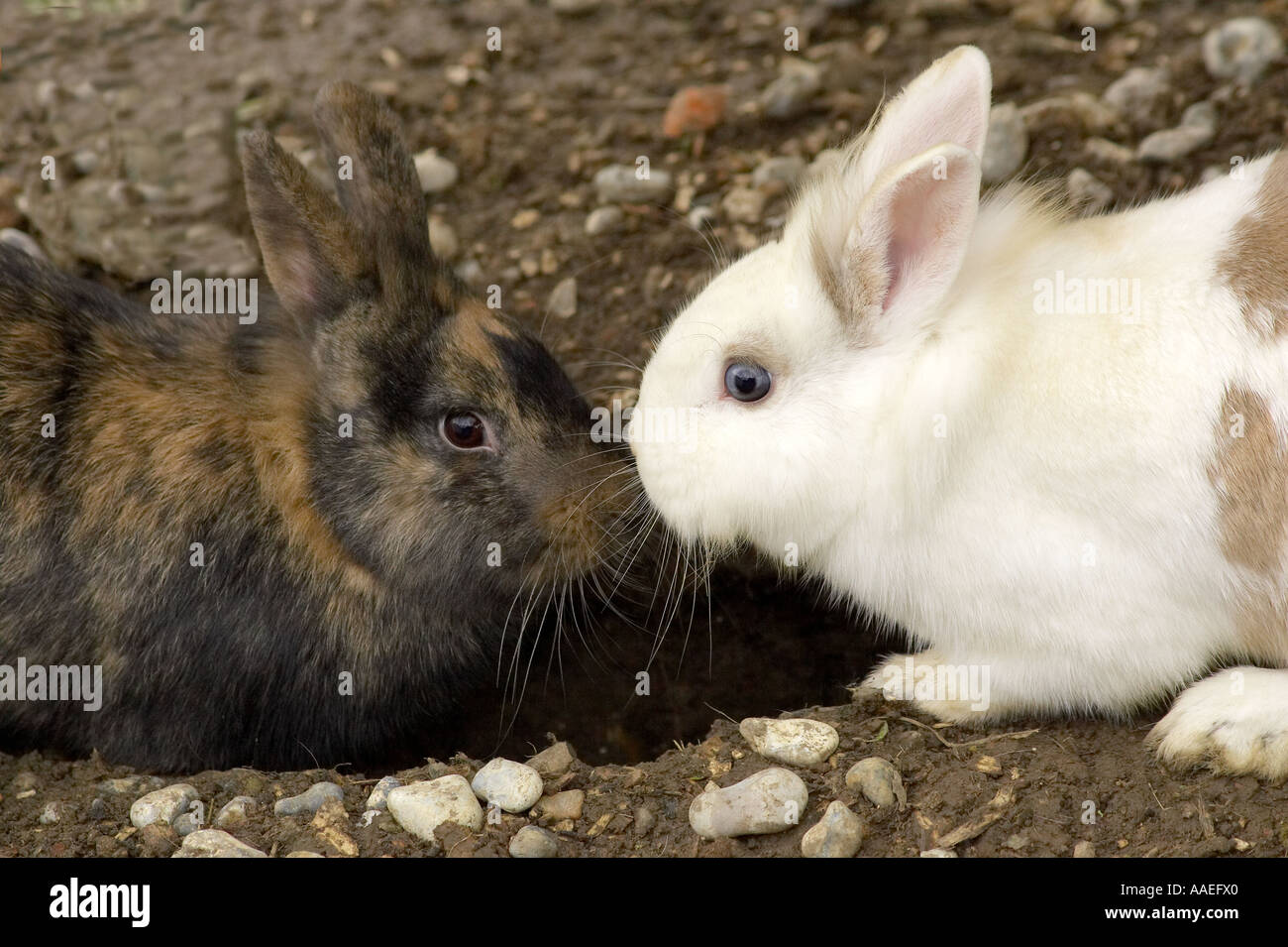 Pair of domestic Bunny Rabbits (Oryctolagus cuniculus) nose to nose