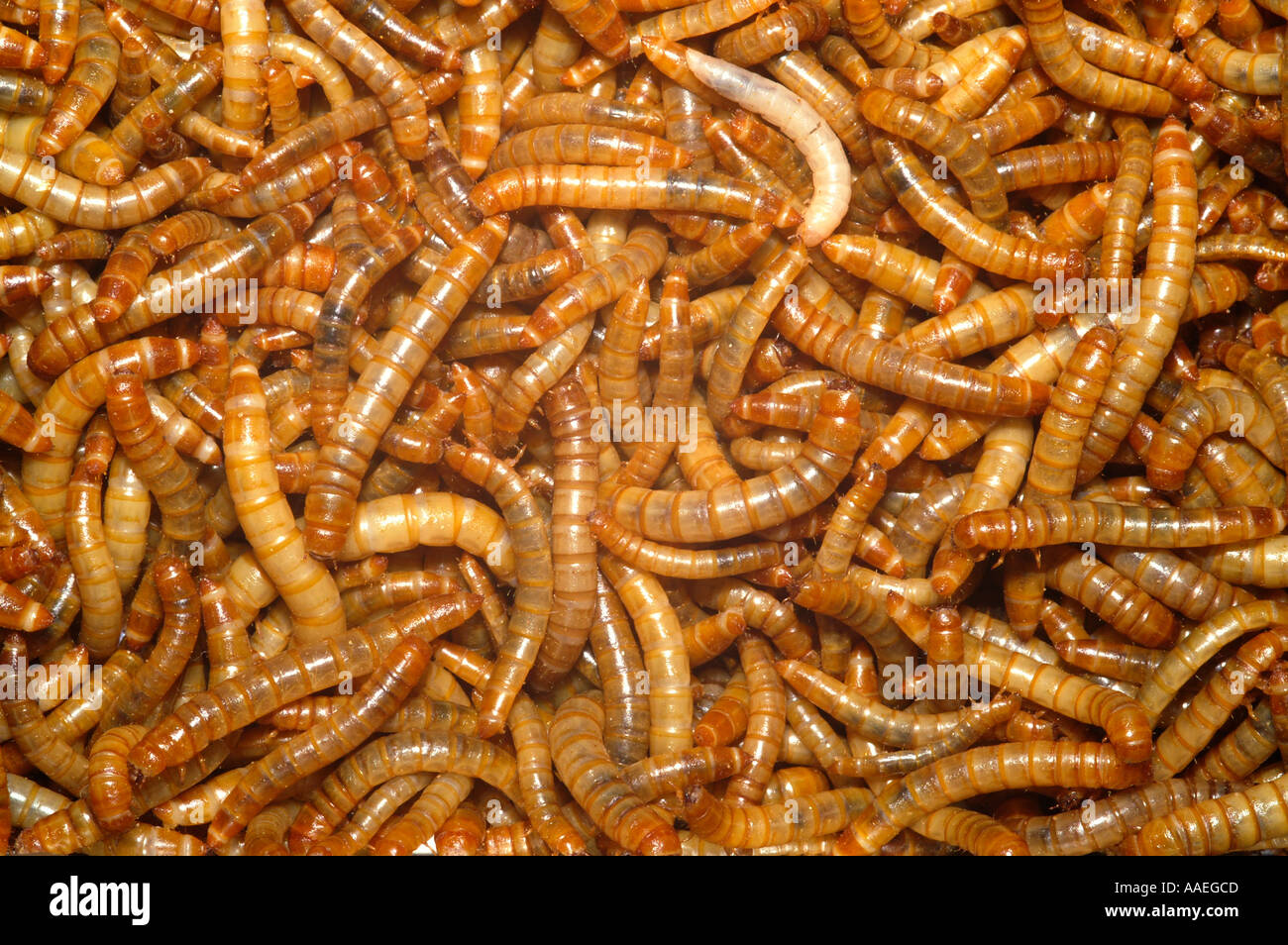 Flour worms II Stock Photo Alamy