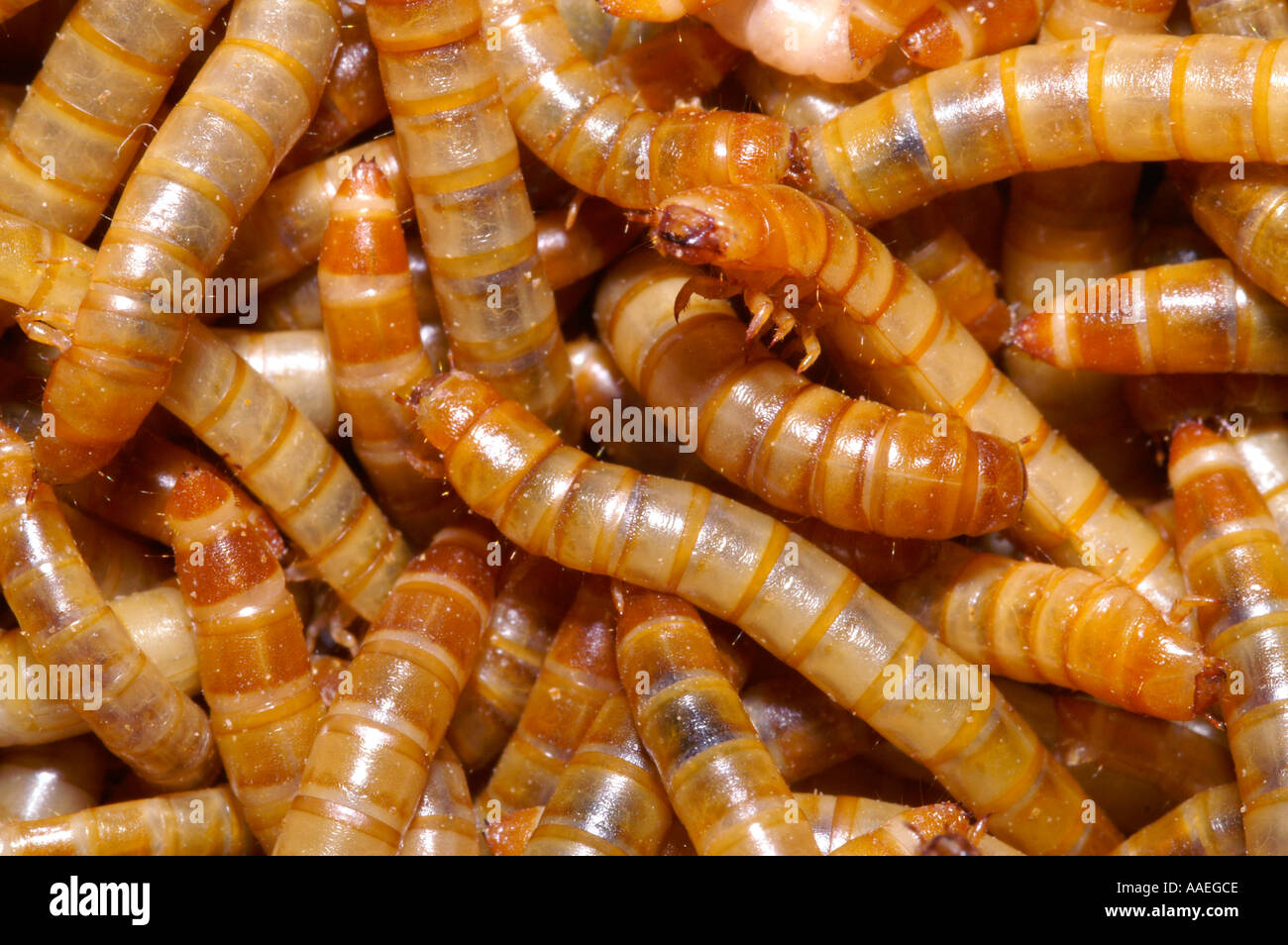 Flour worm hires stock photography and images Alamy