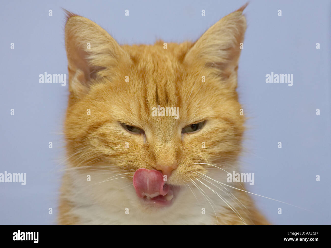 Portrait of an adult female Ginger cat (Felis catus) licking her lips and touching her nose with her tongue Stock Photo