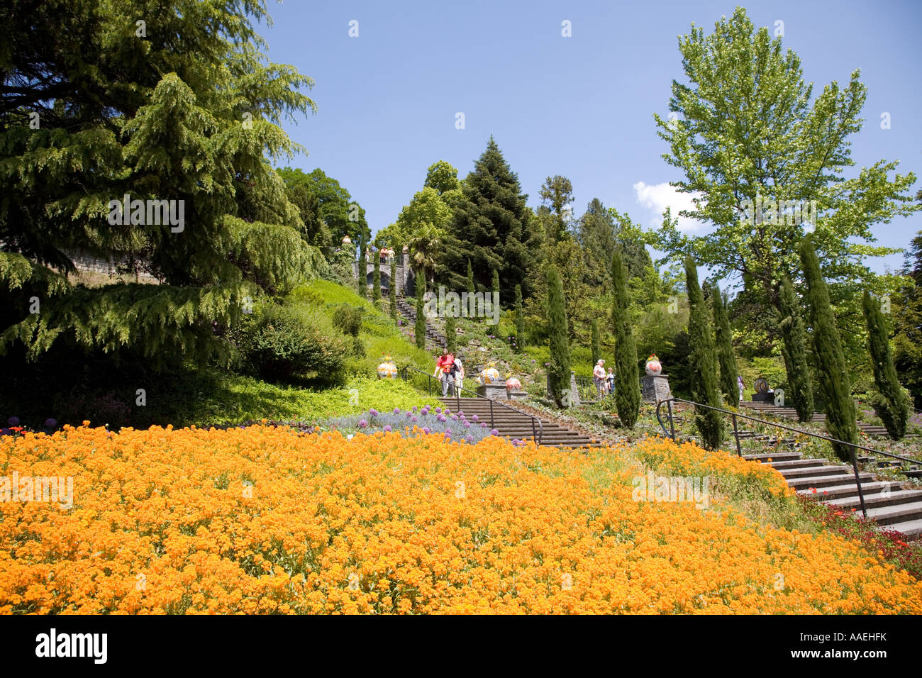 Goldlack, Wallflower, Erysimum x allionii, Mainau Island, Lake Constance, Germany Stock Photo