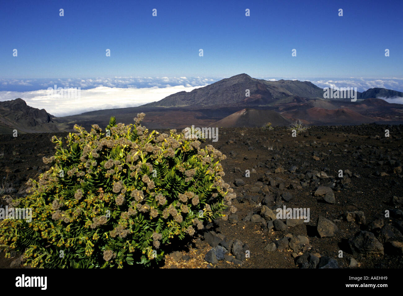 Flowering plants hug lava soil of Haleakala volcano in Haleakala